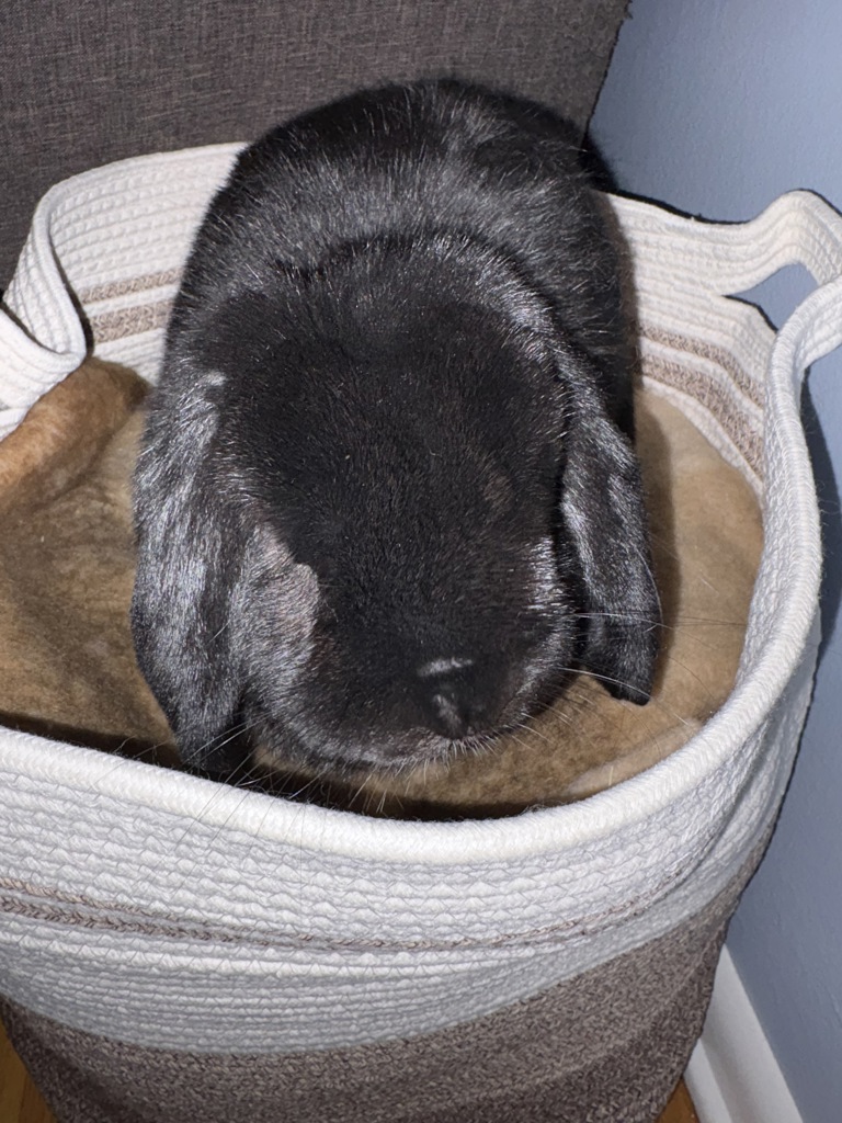 Bunbun