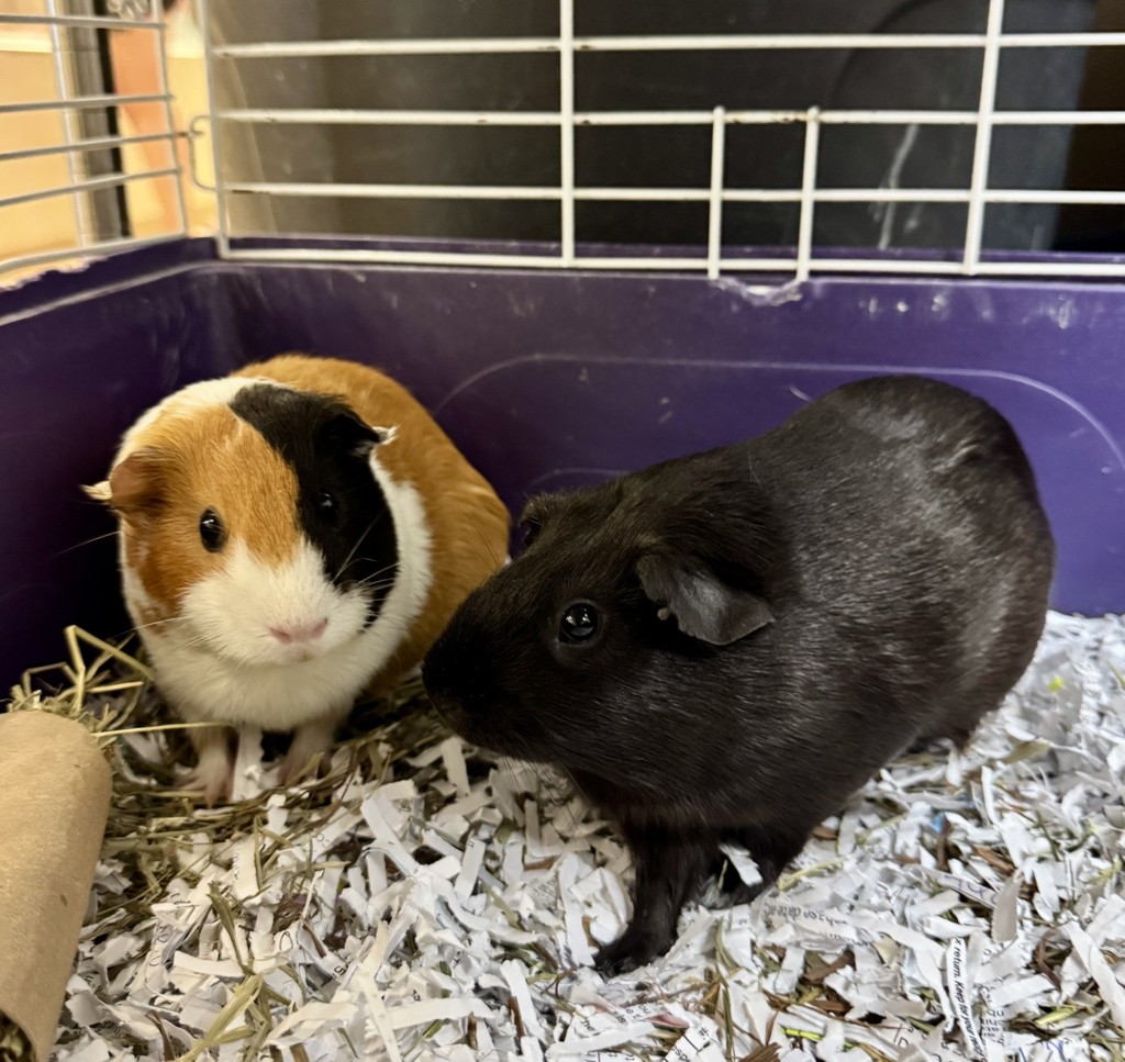 Eclipse & Caramel (Perfect Pair)