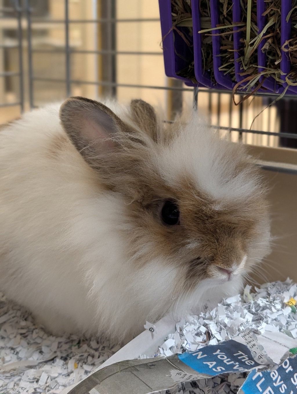 Thunderbunny