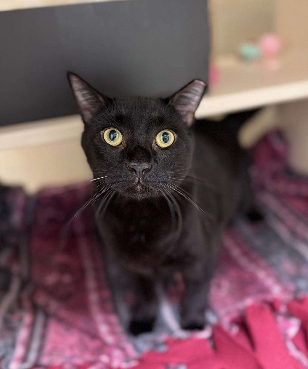 Vinnie