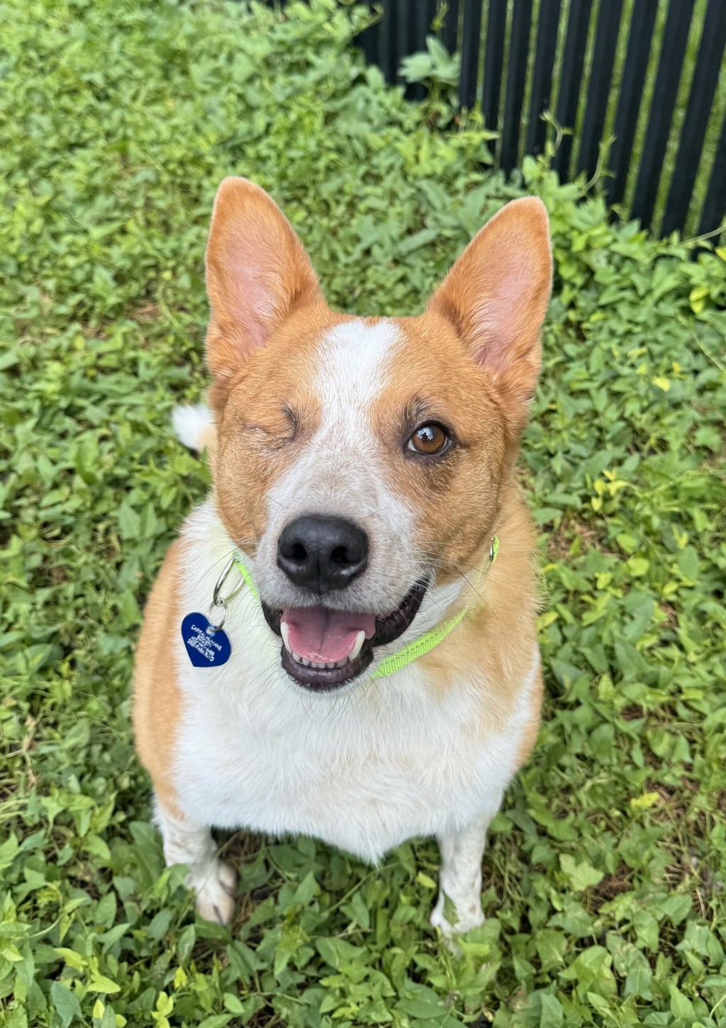 Arlo