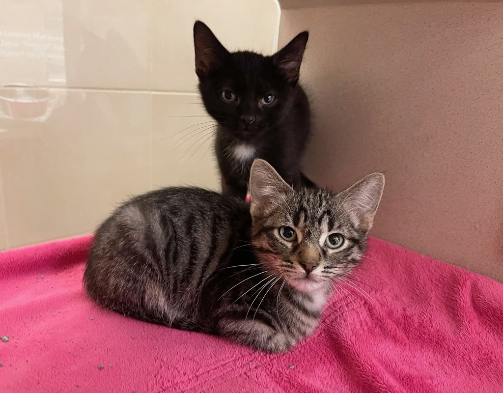 Kit & Kat (Perfect Pair)