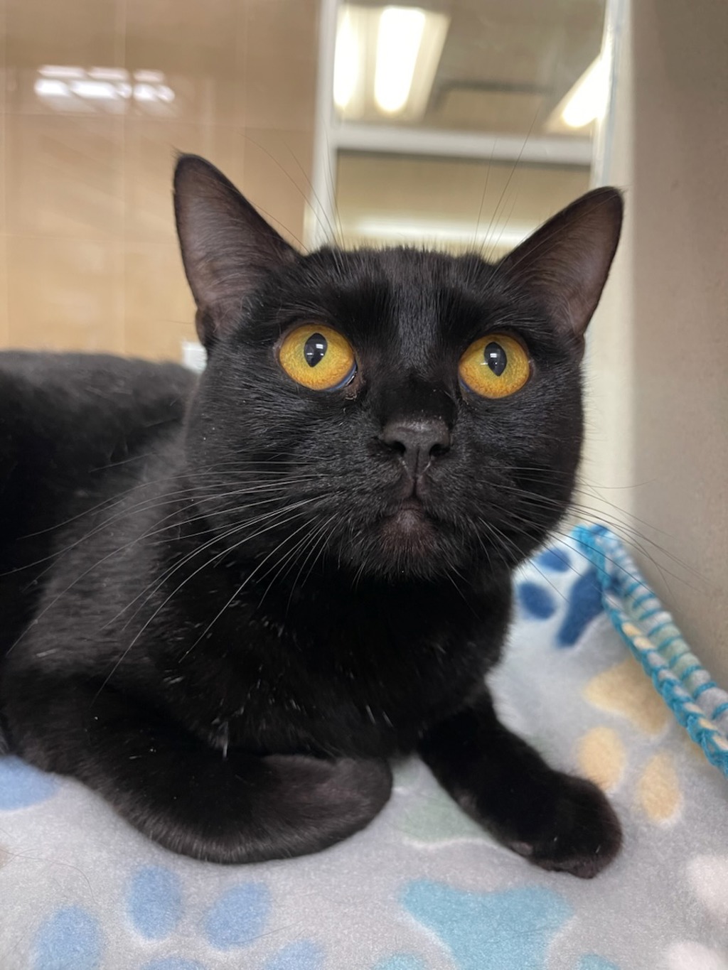 Bagheera