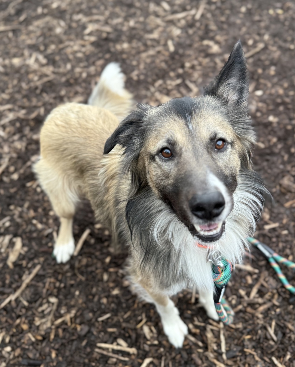 Charles - Meet Me At Camp Bow Wow