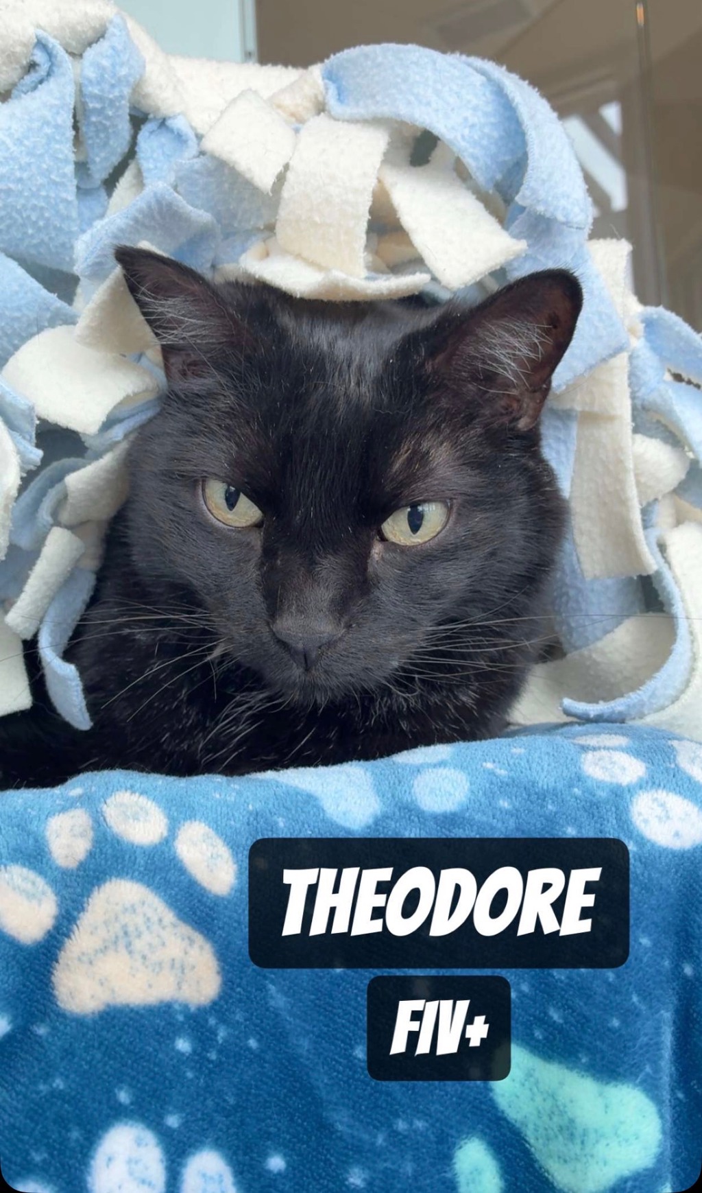 Theodore