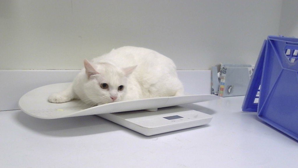 Snowball