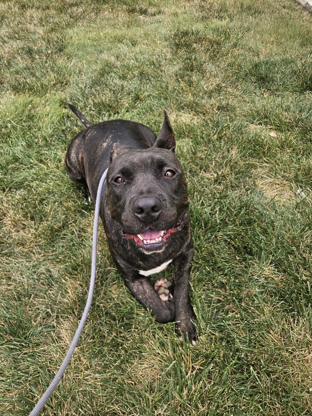Mongo - Call 402-441-4490 To Meet!