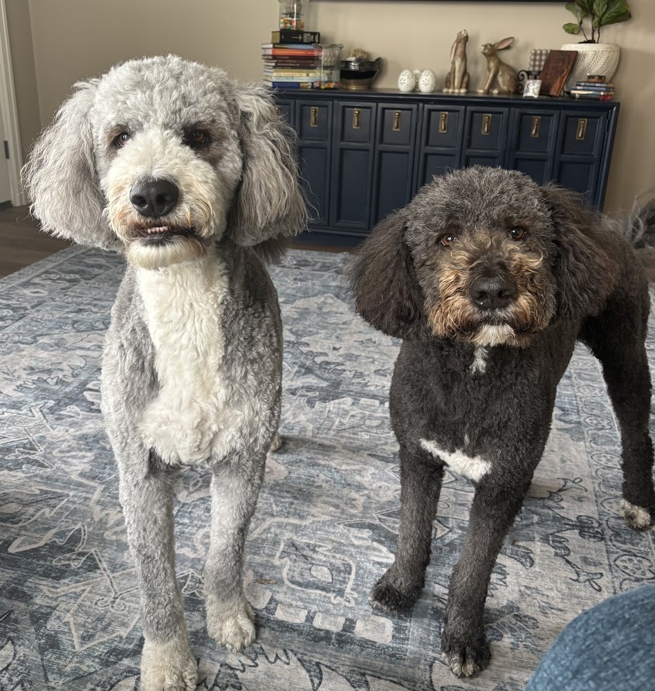 Bear & Teddy