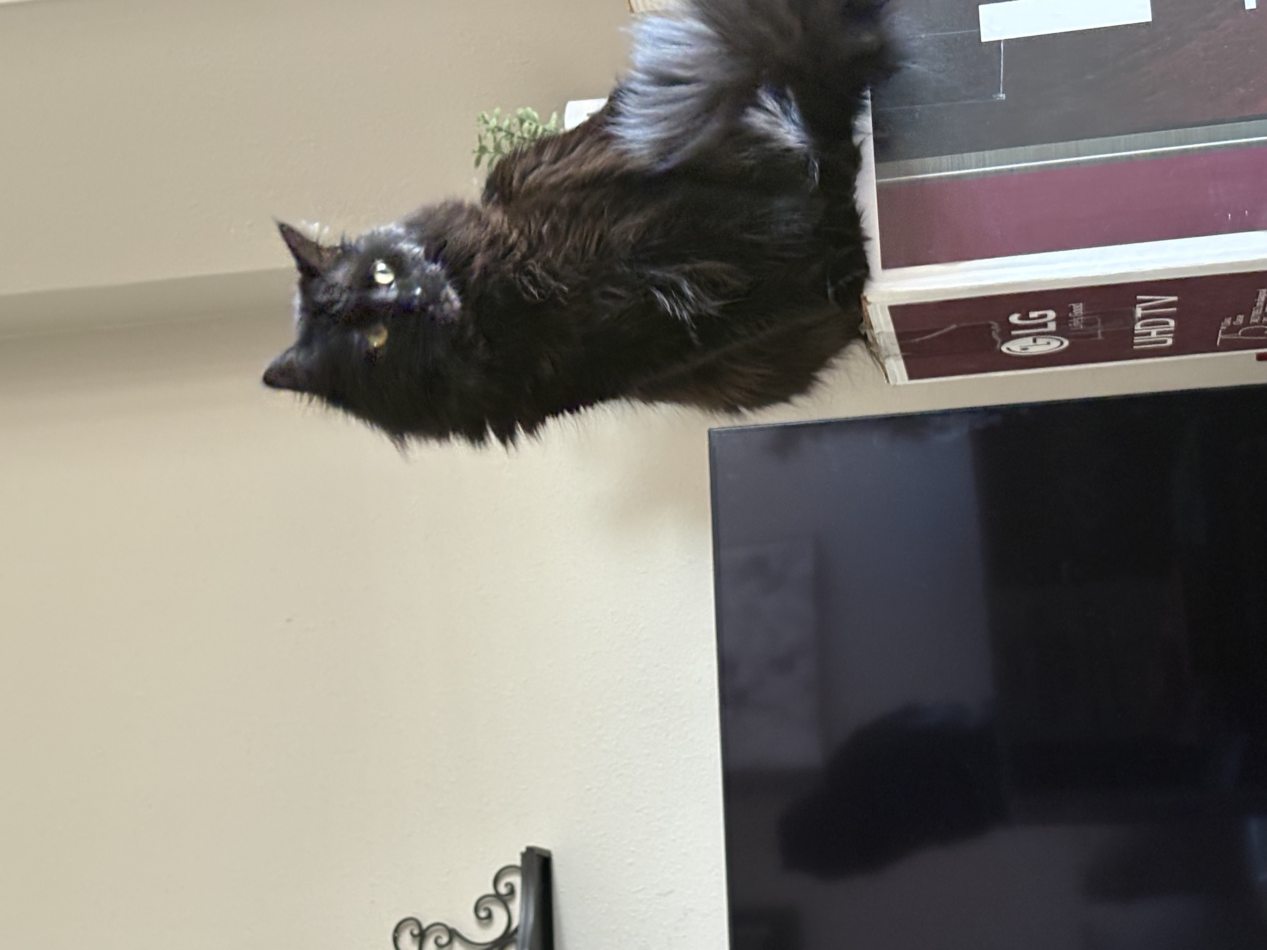 Bella