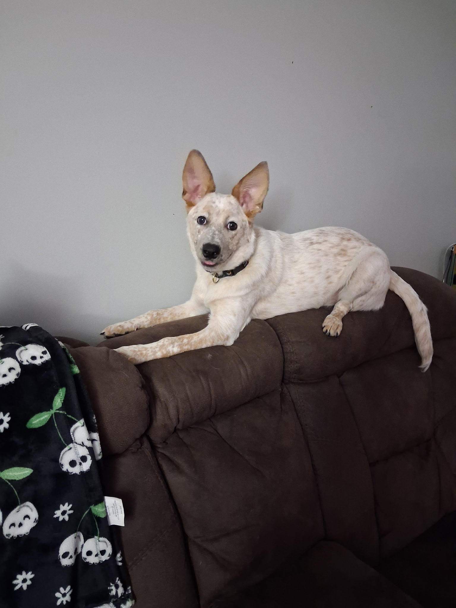 Nova