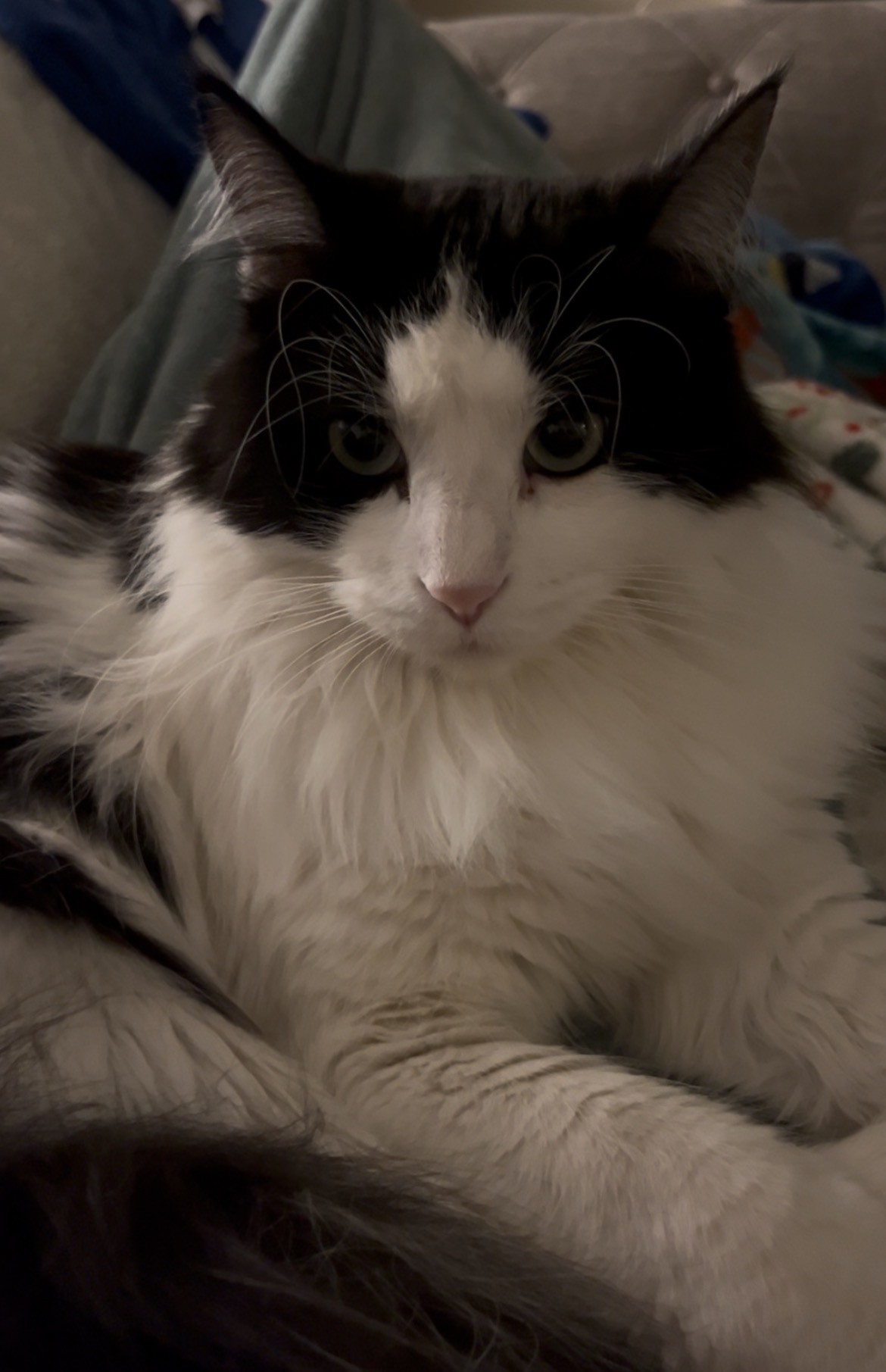Luna