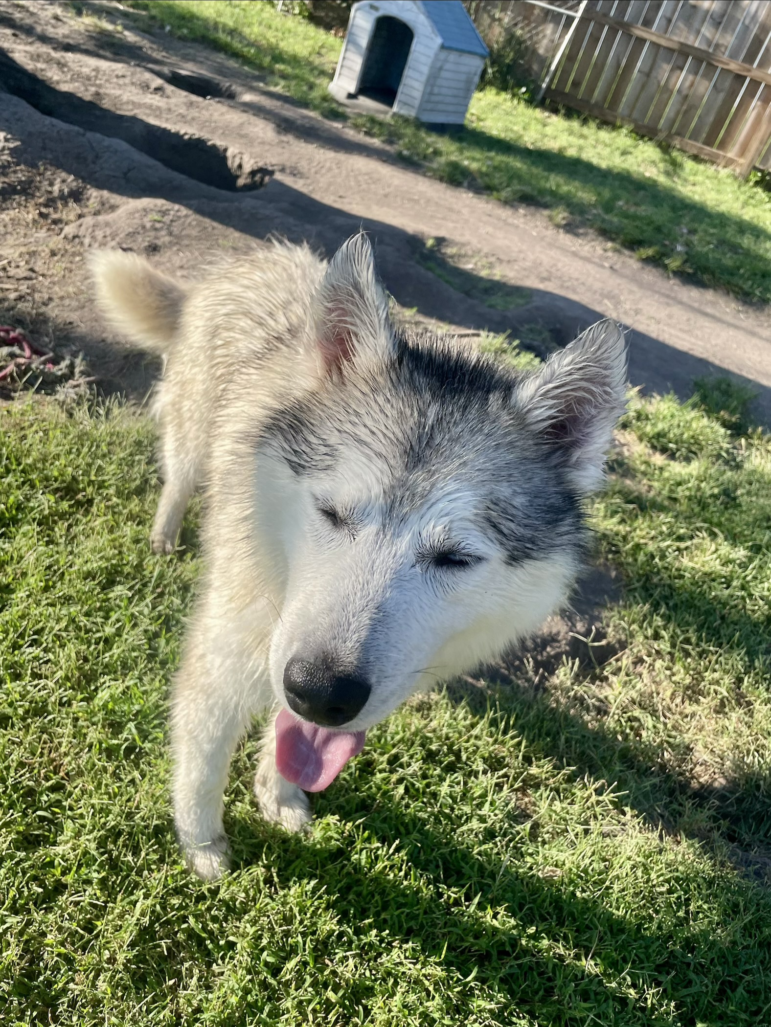 Akila