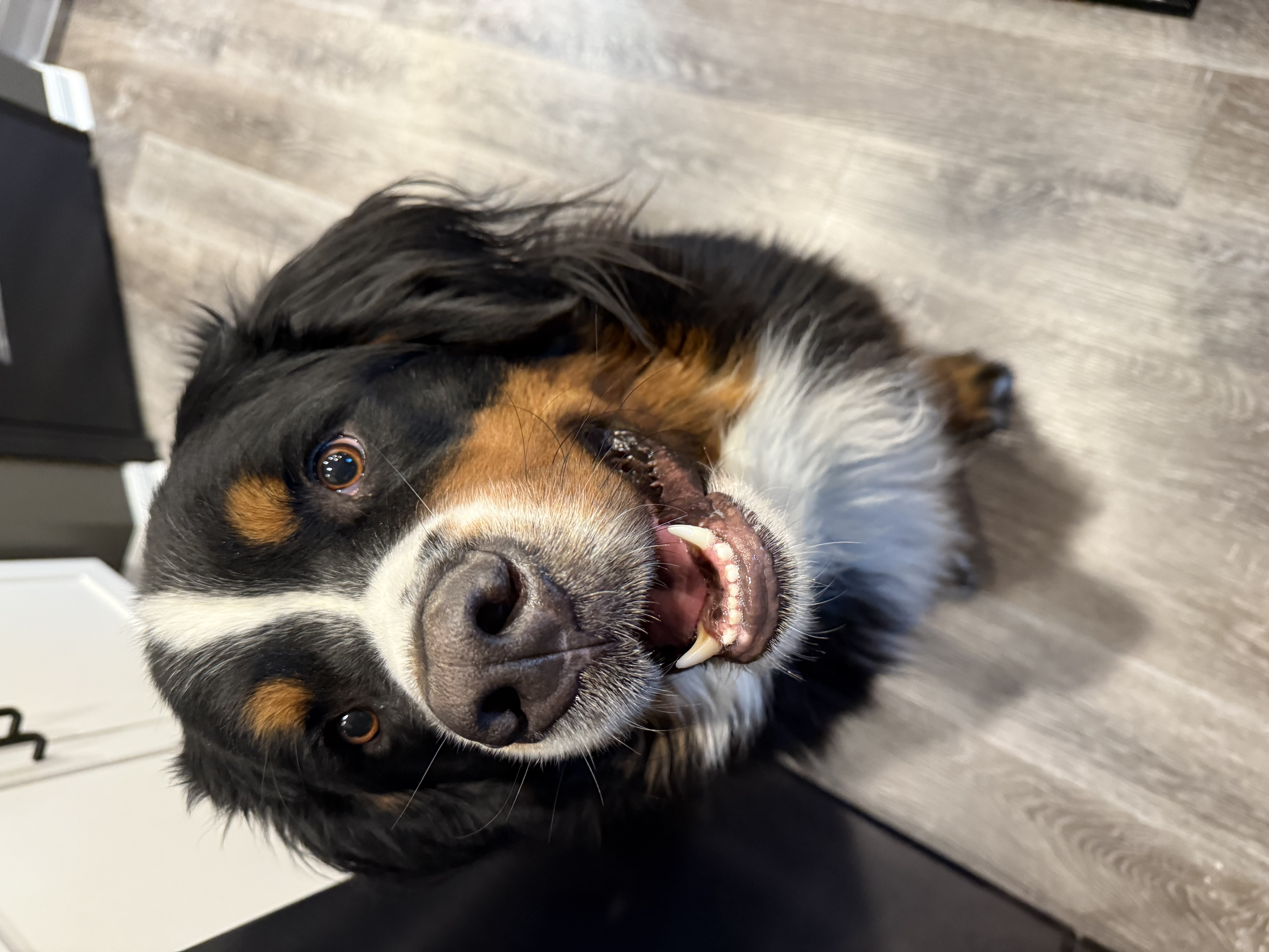 Archie