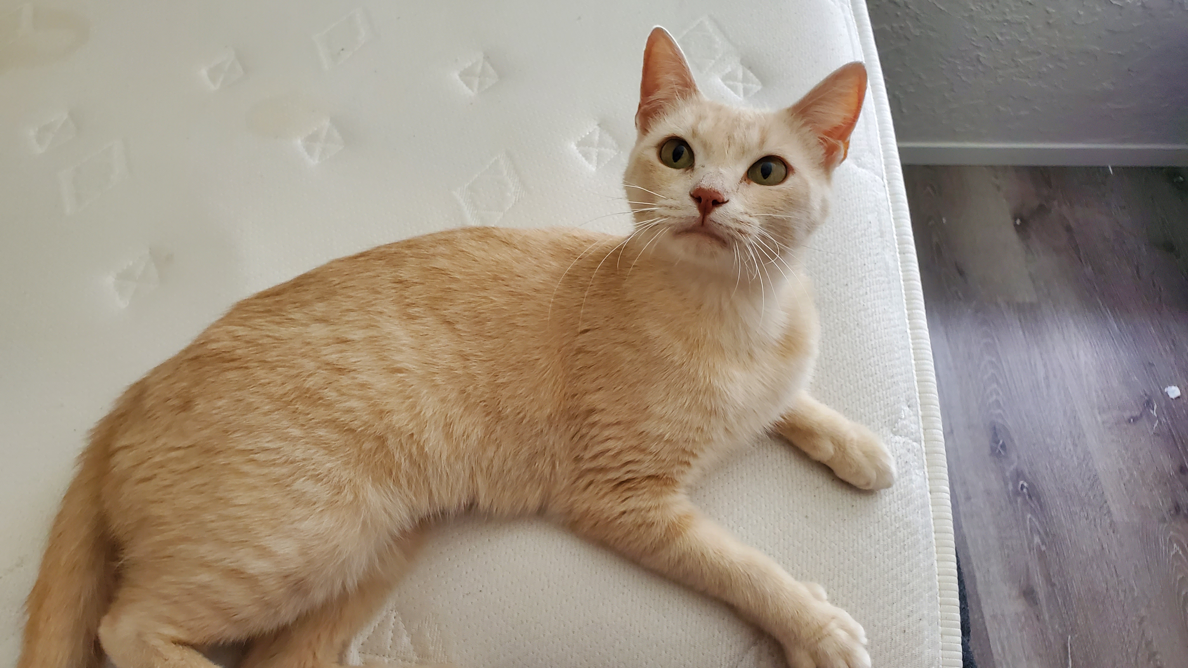 Sylvie