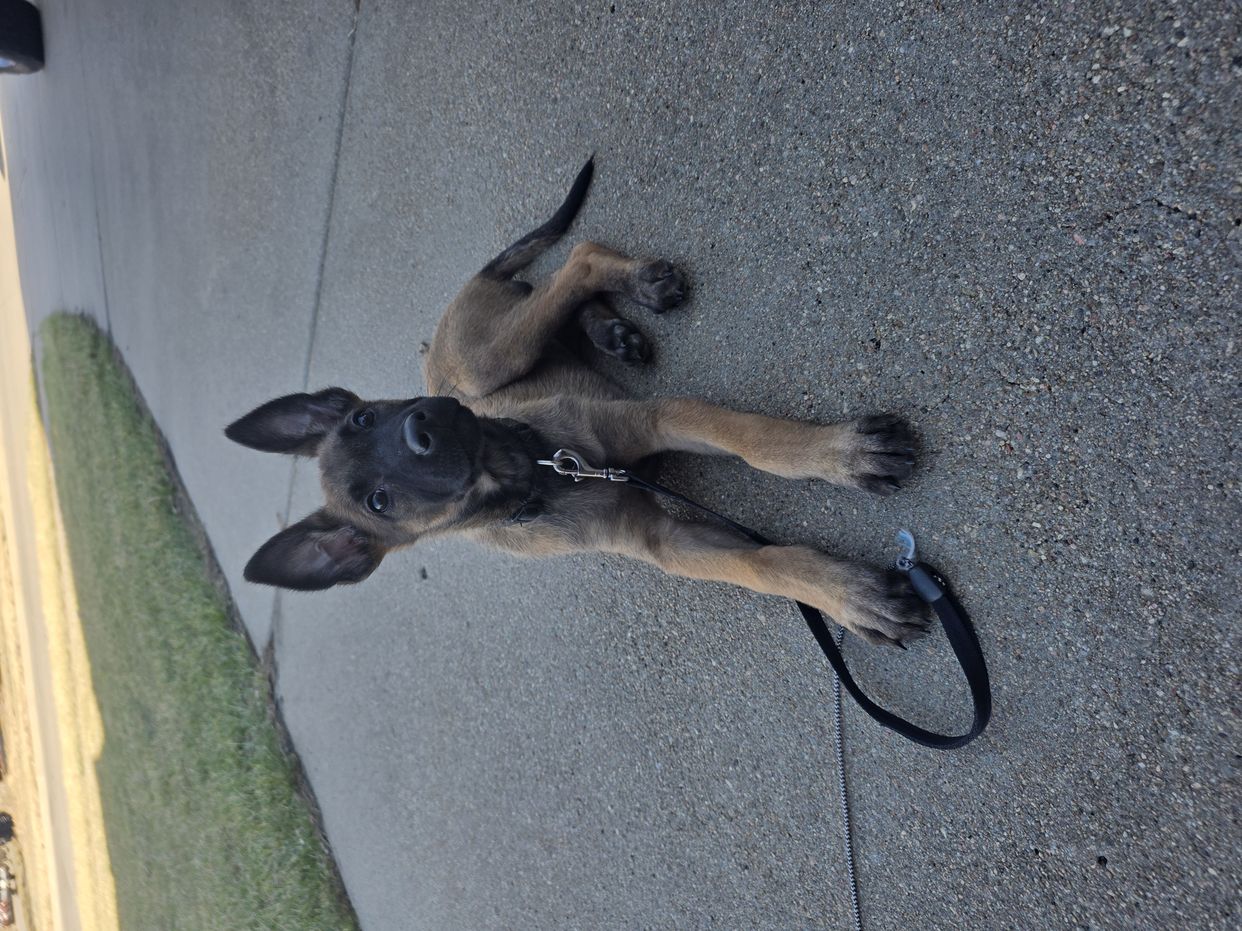 koda