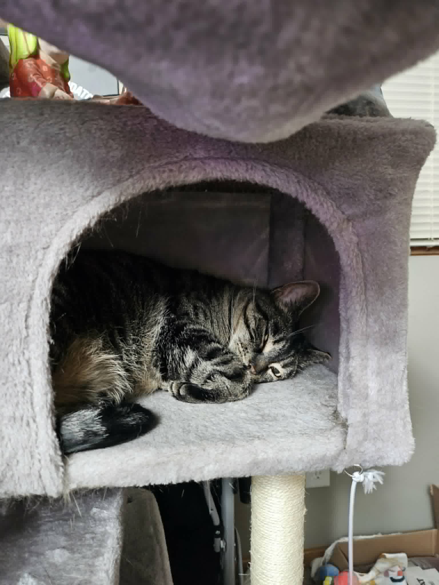 Kali