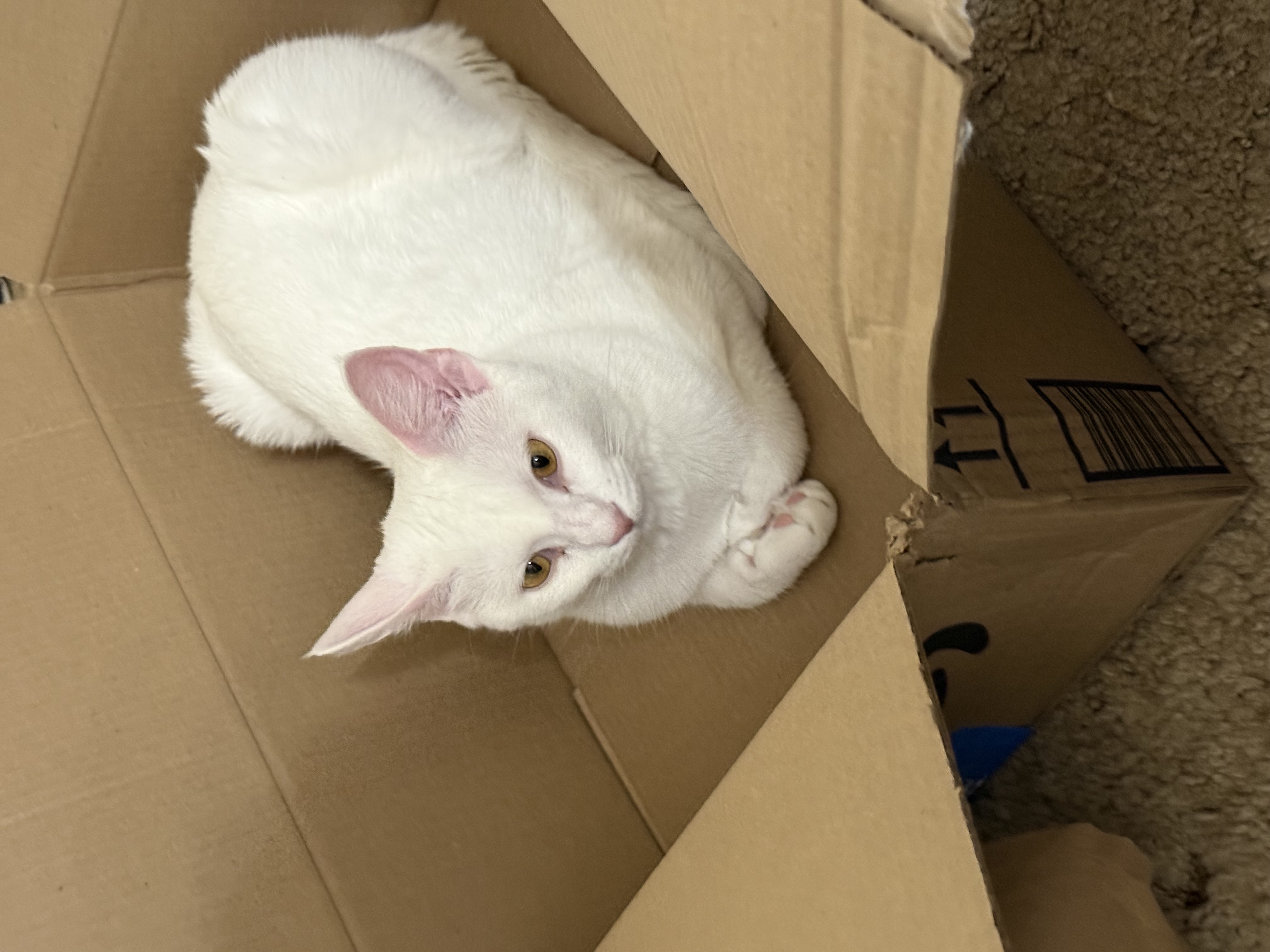 Casper