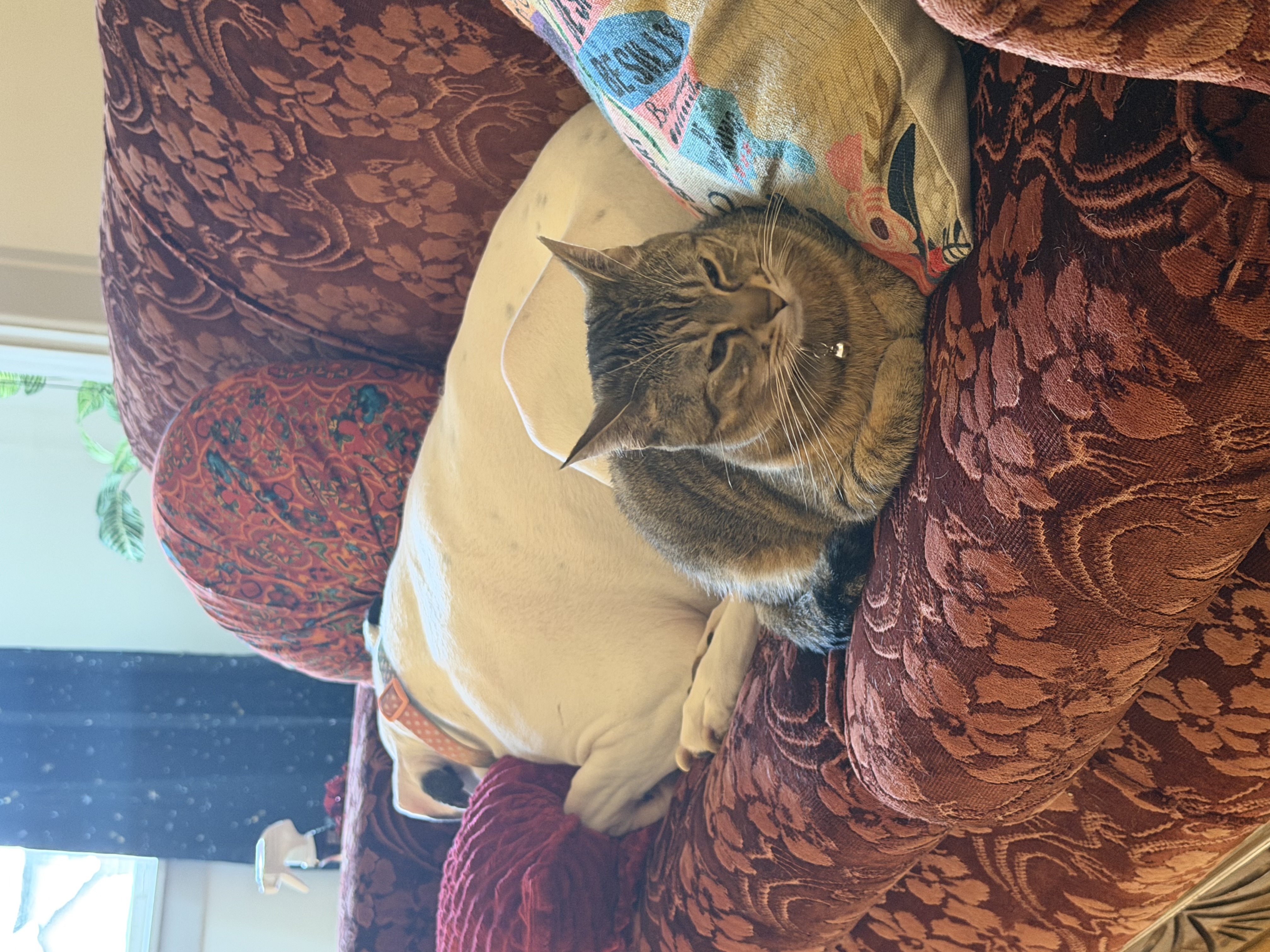 NefferKitty CleoCatra