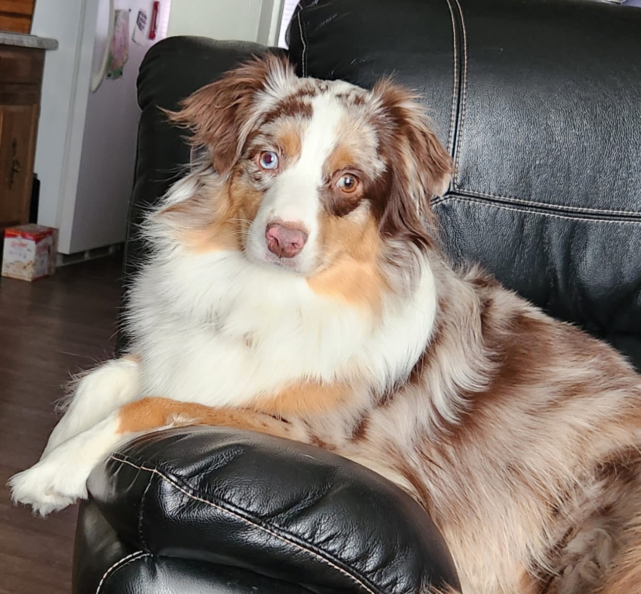 Nova
