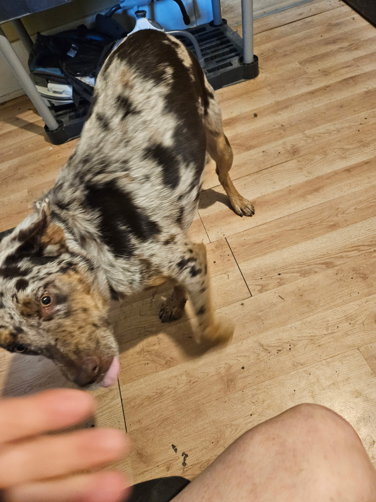 Enzo