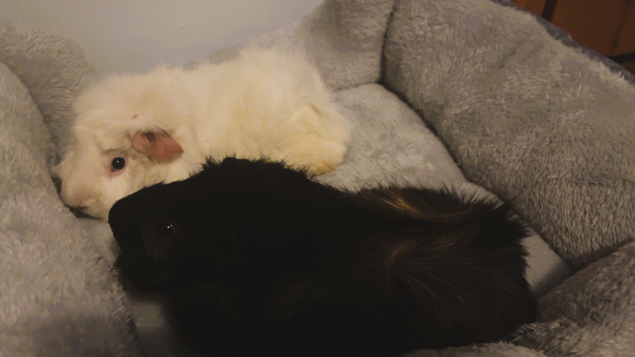 Snowball & Batman