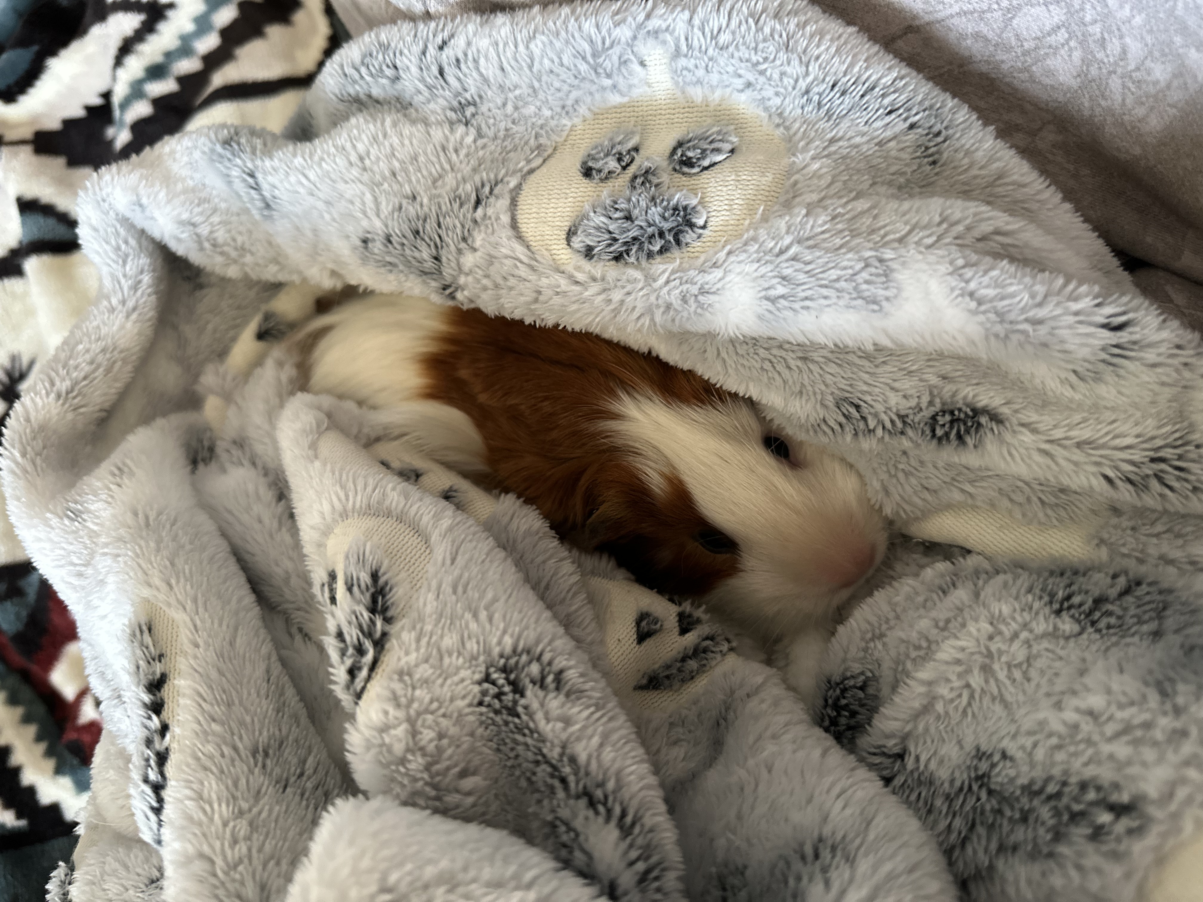 Coco/bean burrito