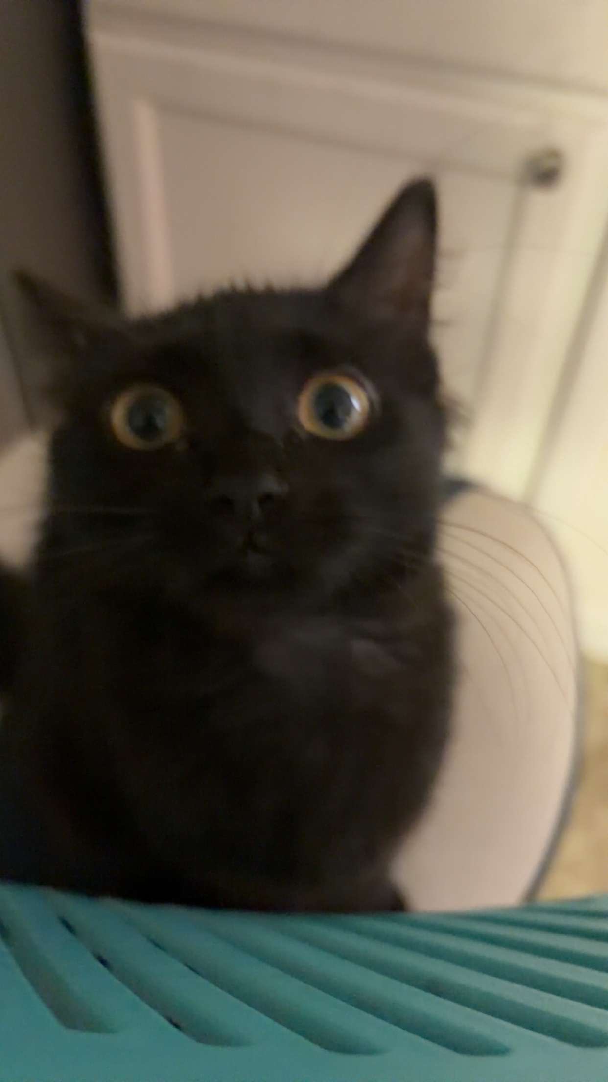 Moonie