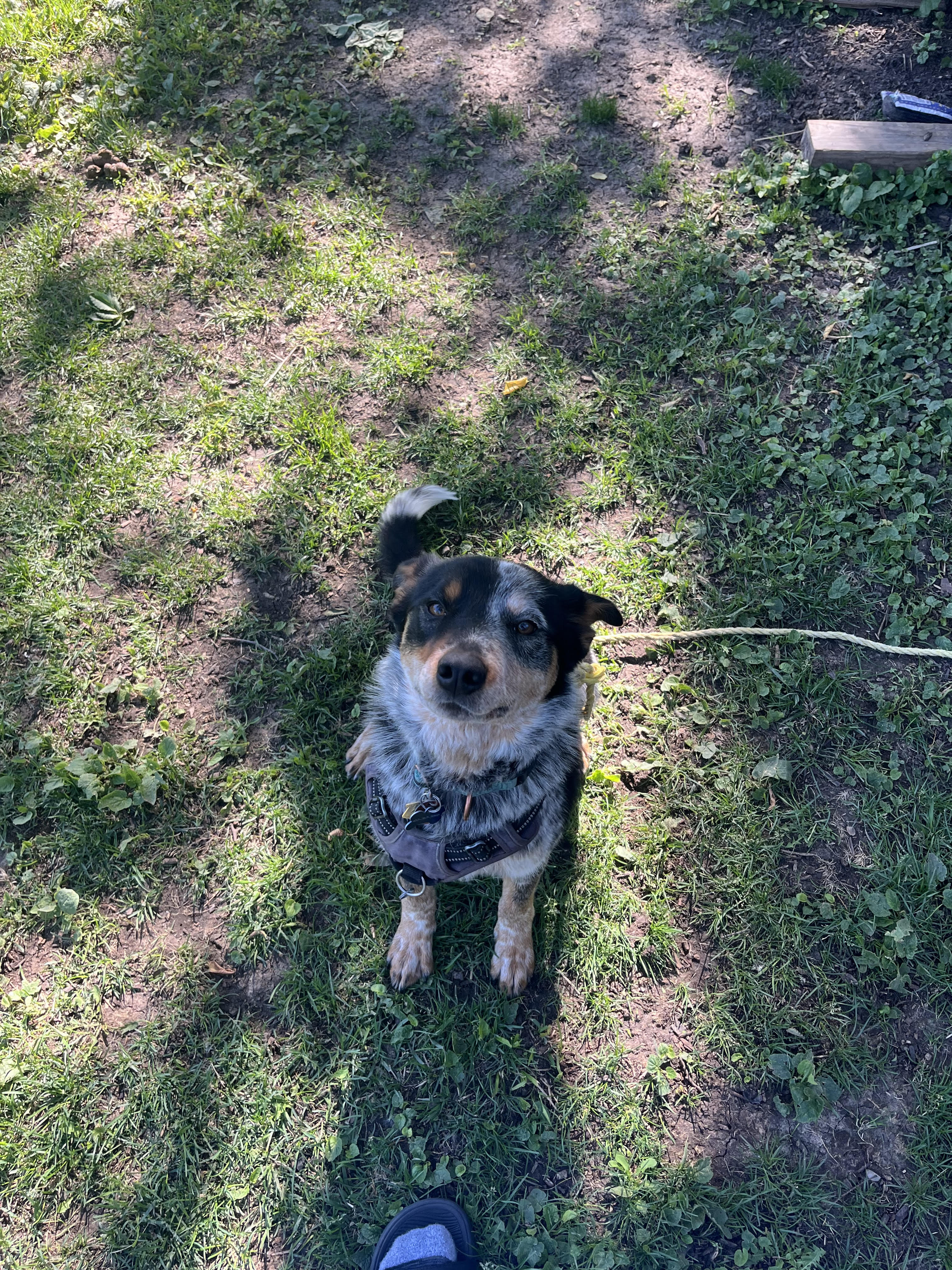 Bruno